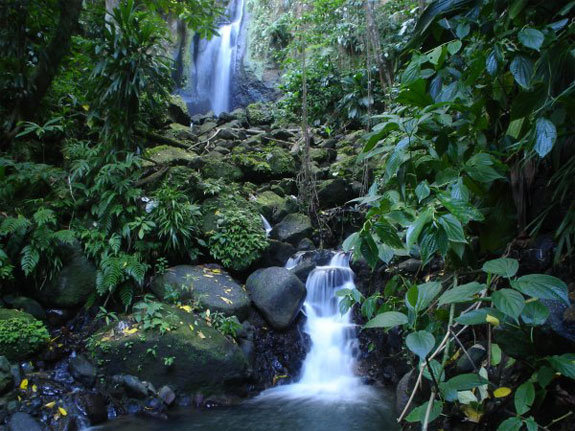 eco Spend a Night as a Jungle Castaway in Dominica