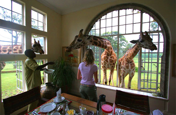 Eat Breakfast with a Giraffe