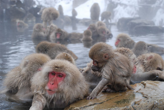 Картинки по запросу Japan Monkeys Take Spa Treatment In Hot Springs