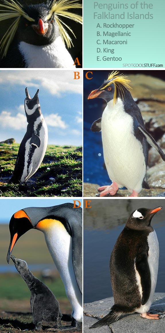 falkland penguin types See, Swim With Penguins <br>(Not in Antarctica)