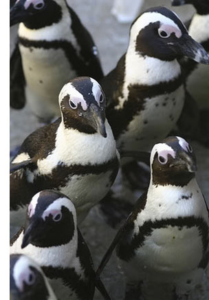 penguins crowd See, Swim With Penguins <br>(Not in Antarctica)