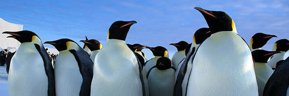 penguins See, Swim With Penguins <br>(Not in Antarctica)