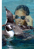 unusual germany penguin s See, Swim With Penguins <br>(Not in Antarctica)