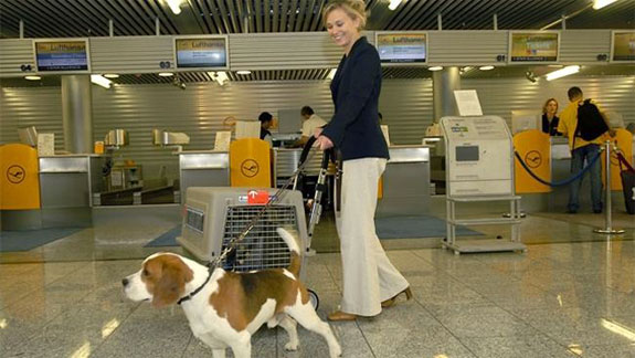airline pet lounge At Frankfurt Airport, Pets Have It Better Than People
