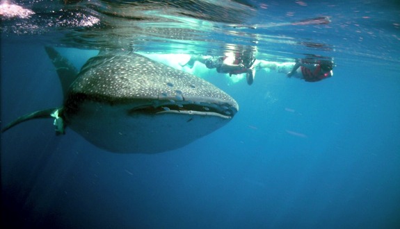 holbox mexico whale shark 2 Swimming With Whale Sharks