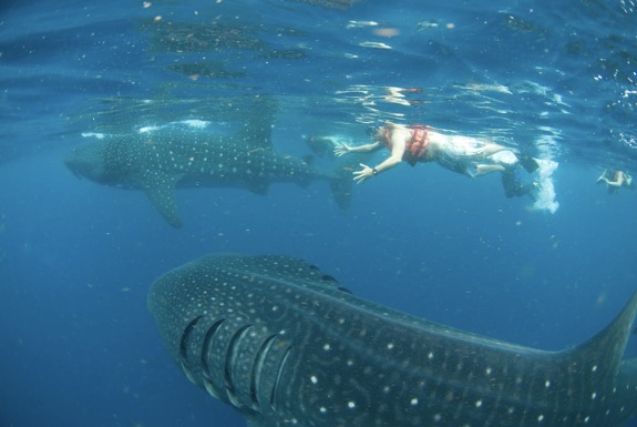 holbox mexico whale shark 3 Swimming With Whale Sharks