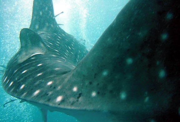 holbox mexico whale shark 4 Swimming With Whale Sharks