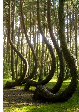 crooked forest poland The Mystery of the Crooked Forest