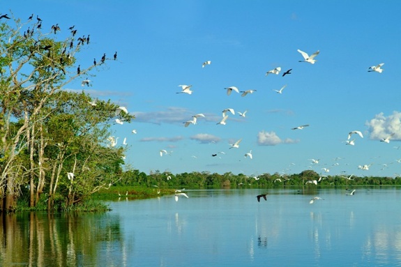 aqua expeditions birds amazon peru The Luxurious, Remote Amazon River Cruise
