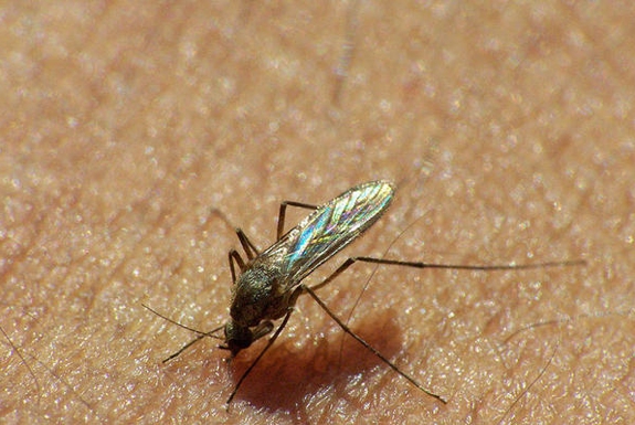 Why Mosquitoes Bite Some People More Than Others
