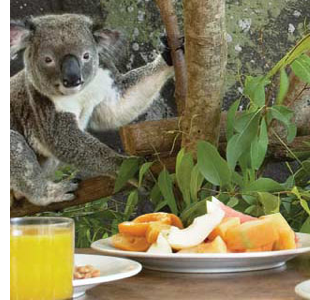 hamilton island koala breakfast 10 Reasons to Visit Hamilton Island, Australia