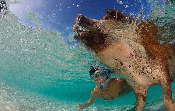 pig swim exuma bahamas travel 10 This Little Piggy Goes Swimming