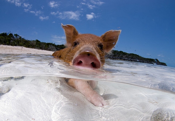 pig swim exuma bahamas travel 6 This Little Piggy Goes Swimming