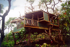 treetops Hawaiis Treehouse Hideaway