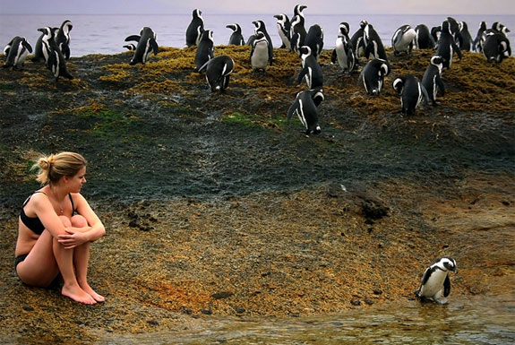 See, Swim With Penguins <br>(Not in Antarctica)